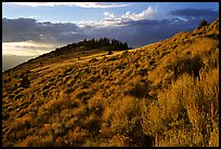 Sage covered slopes at sunset, Snake Range. Great Basin National Park ( color)