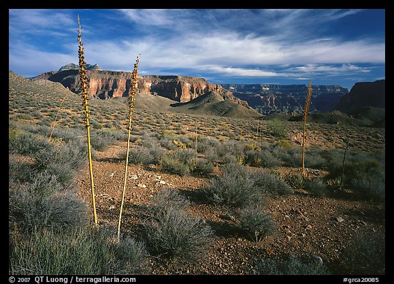 Agave flower skeletons and mesas in Surprise Valley. Grand Canyon National Park (color)