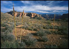 Agave flower skeletons and mesas in Surprise Valley. Grand Canyon National Park, Arizona, USA.
