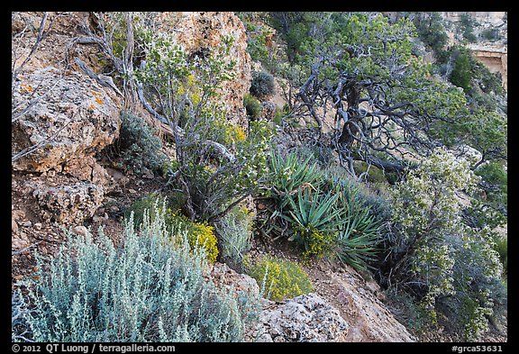 Pinyon pine and juniper zone vegetation zone. Grand Canyon National Park, Arizona, USA.