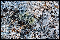 Cactus growing on rock with lichen. Grand Canyon National Park, Arizona, USA. (color)