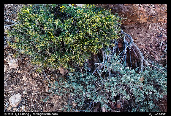 Ground close-up with shrubs and juniper. Grand Canyon National Park, Arizona, USA.