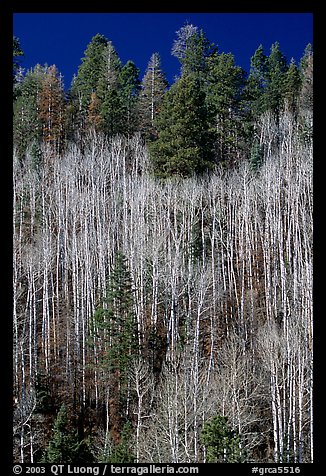 Bare aspen trees mixed with conifers on hillside. Grand Canyon National Park (color)