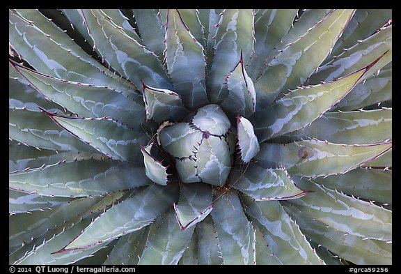 Agave close-up. Grand Canyon National Park (color)