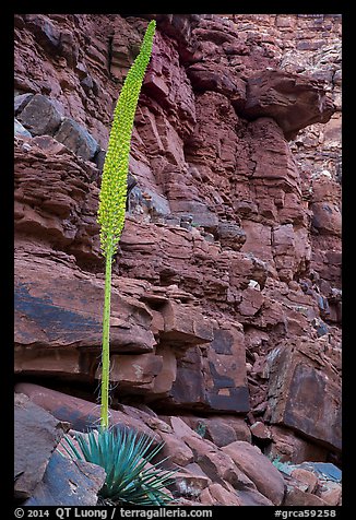 Agave stem in spring and wall of red rocks. Grand Canyon National Park, Arizona, USA.