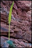 Agave stem in spring and wall of red rocks. Grand Canyon National Park ( color)