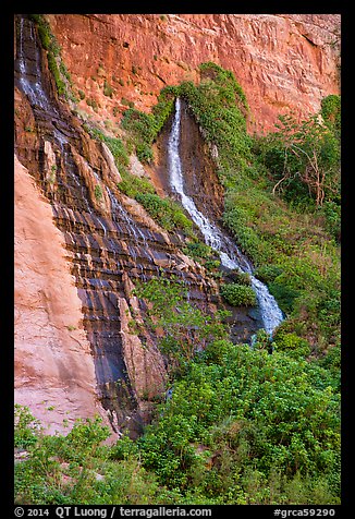 Vaseys Paradise, hanging garden with waterfalls springing out of canyon wall.. Grand Canyon National Park, Arizona, USA.