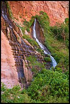 Vaseys Paradise, hanging garden with waterfalls springing out of canyon wall.. Grand Canyon National Park ( color)