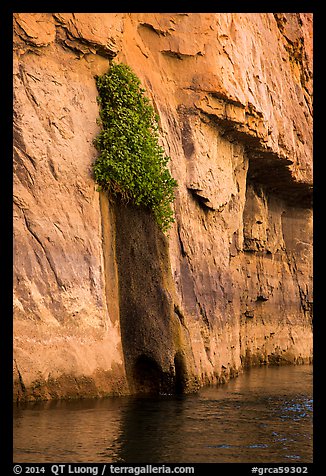 Vegetation clinging on cliff above river. Grand Canyon National Park, Arizona, USA.