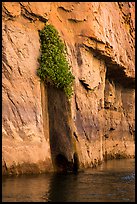 Vegetation clinging on cliff above river. Grand Canyon National Park ( color)