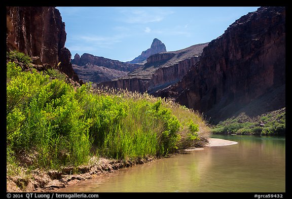 Vegetation thicket on banks of Colorado River. Grand Canyon National Park, Arizona, USA.