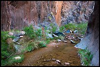 Stream and riparian environment, Clear Creek. Grand Canyon National Park ( color)