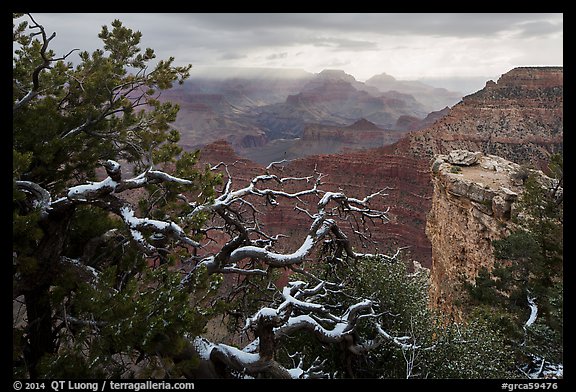 Snow on branches and Grand Canyon with clouds. Grand Canyon National Park, Arizona, USA.