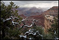 Snow on branches and Grand Canyon with clouds. Grand Canyon National Park ( color)