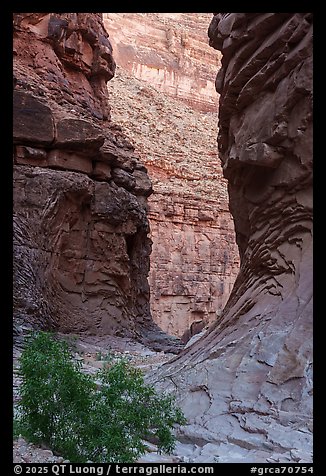Eroded sandstone walls frame North Canyon with distinctive swirling textures in the rock. Grand Canyon National Park (color)