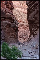 Eroded sandstone walls frame North Canyon with distinctive swirling textures in the rock. Grand Canyon National Park ( color)