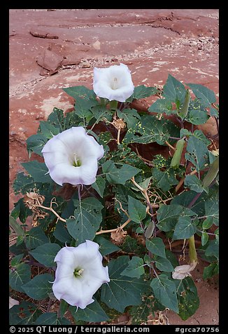 Sacred Datura flowers bloom on a patch of red sandstone, their trumpet-shaped blossoms opening in the early morning. Grand Canyon National Park (color)