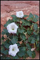 Sacred Datura flowers bloom on a patch of red sandstone, their trumpet-shaped blossoms opening in the early morning. Grand Canyon National Park ( color)