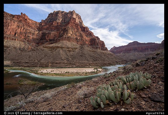 A stand of prickly pear cactus overlooks a sweeping river bend at the confluence with the Little Colorado River. Grand Canyon National Park (color)