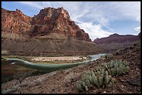 A stand of prickly pear cactus overlooks a sweeping river bend at the confluence with the Little Colorado River. Grand Canyon National Park ( color)