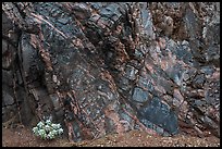 A patch of vegetation clings to colorful Vishnu Schist and Zoroaster Granite. Grand Canyon National Park ( color)
