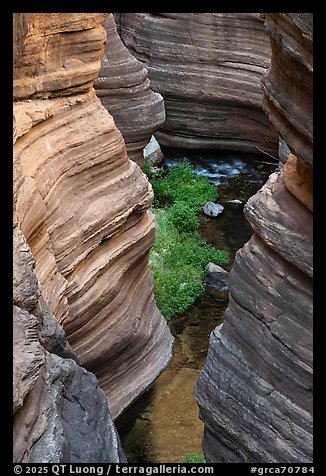 Deer Creek winds between polished rock walls and green vegetation.. Grand Canyon National Park (color)