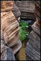 Deer Creek winds between polished rock walls and green vegetation.. Grand Canyon National Park ( color)