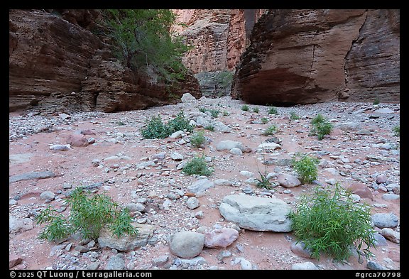 Young tamarisks emerge from the rocky floor of National Canyon. Grand Canyon National Park (color)