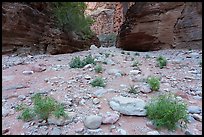 Young tamarisks emerge from the rocky floor of National Canyon. Grand Canyon National Park ( color)