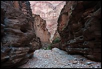 View downstream through the narrows of National Canyon. Grand Canyon National Park ( color)