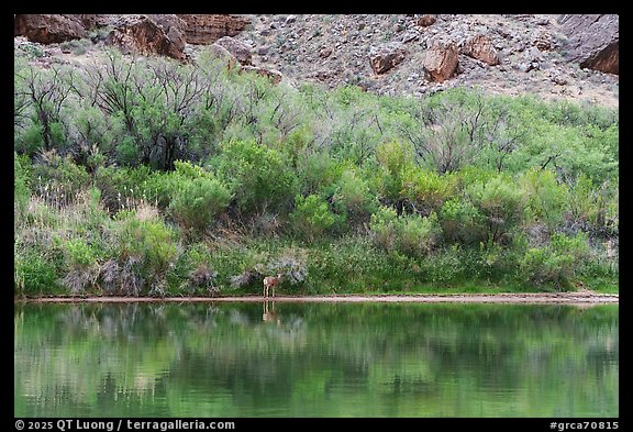 A solitary deer at the river’s edge in a tranquil riverside oasis. Grand Canyon National Park (color)