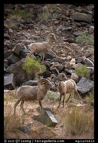 A trio of bighorn sheep among basaltic scree. Grand Canyon National Park (color)