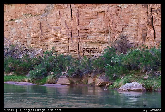 Bighorn sheep graze under tall cliffs. Grand Canyon National Park (color)