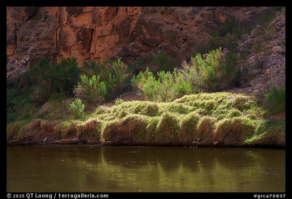Sunlight intensifies a patch of riverbank grasses. Grand Canyon National Park (color)