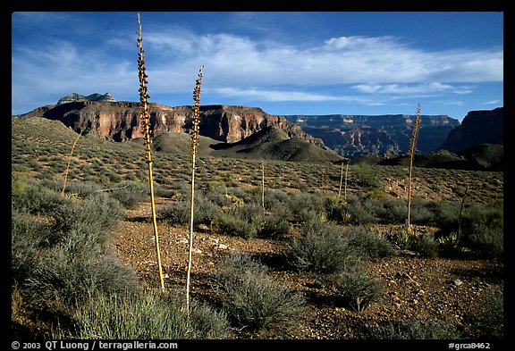 Agave flower skeletons in Surprise Valley, late afternoon. Grand Canyon  National Park (color)