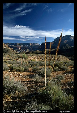 Agave flower skeletons in Surprise Valley, late afternoon. Grand Canyon National Park, Arizona, USA.