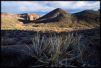 Cacti in Surprise Valley, late afternoon. Grand Canyon National Park, Arizona, USA. (color)