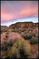 Sage flowers, wall, and cloud, Surprise Valley, sunset. Grand Canyon National Park, Arizona, USA. (color)