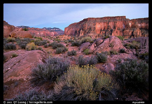 Flowers and mesas in Surprise Valley near Tapeats Creek, dusk. Grand Canyon National Park, Arizona, USA.