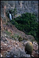 Barrel cactus and Thunder Spring, early morning. Grand Canyon National Park, Arizona, USA.