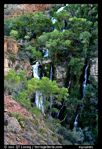 Trees and Thunder River lower waterfall. Grand Canyon National Park (color)