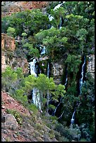 Trees and Thunder River lower waterfall. Grand Canyon National Park, Arizona, USA.