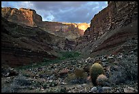 Cactus and canyon walls, Tapeats Creek. Grand Canyon National Park, Arizona, USA.