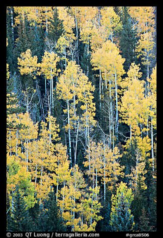 Aspens and evergeens on hillside, North Rim. Grand Canyon National Park (color)