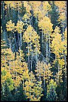 Aspens and evergeens on hillside, North Rim. Grand Canyon National Park ( color)