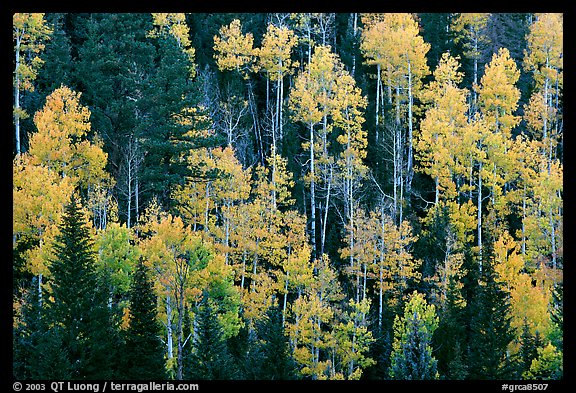 Aspens and evergreens on hillside, North Rim. Grand Canyon National Park (color)