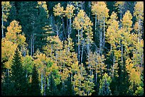 Aspens and evergreens on hillside, North Rim. Grand Canyon National Park, Arizona, USA. (color)