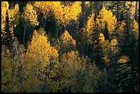 Backlit Aspen forest in autumn foliage on hillside, North Rim. Grand Canyon National Park ( color)