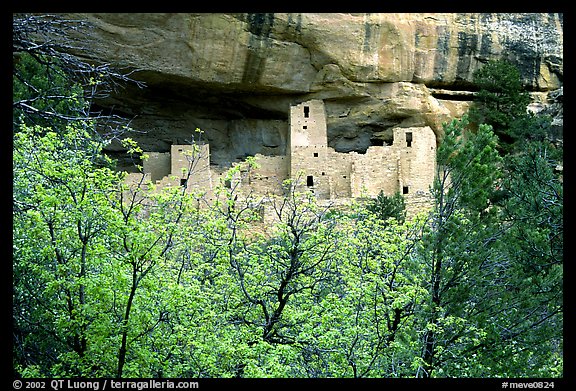 Trees and Cliff Palace, morning. Mesa Verde National Park, Colorado, USA.