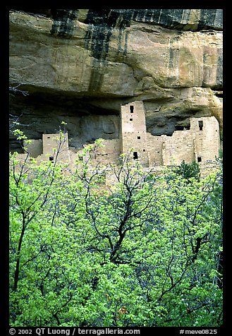 Trees with spring leaves and Cliff Palace, morning. Mesa Verde National Park, Colorado, USA.